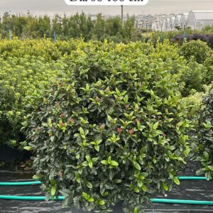 Viburnum Tinus Ball