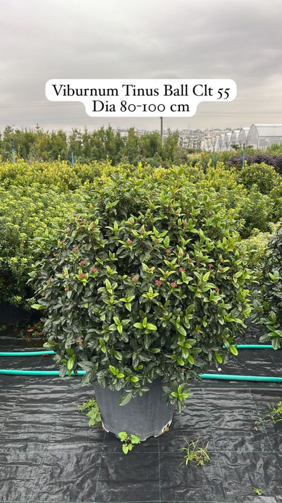 Viburnum Tinus Ball