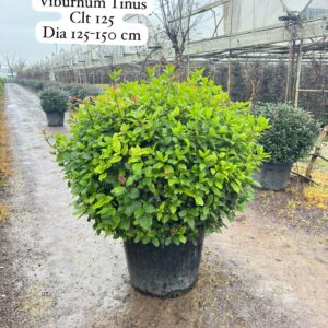 Viburnum Tinus