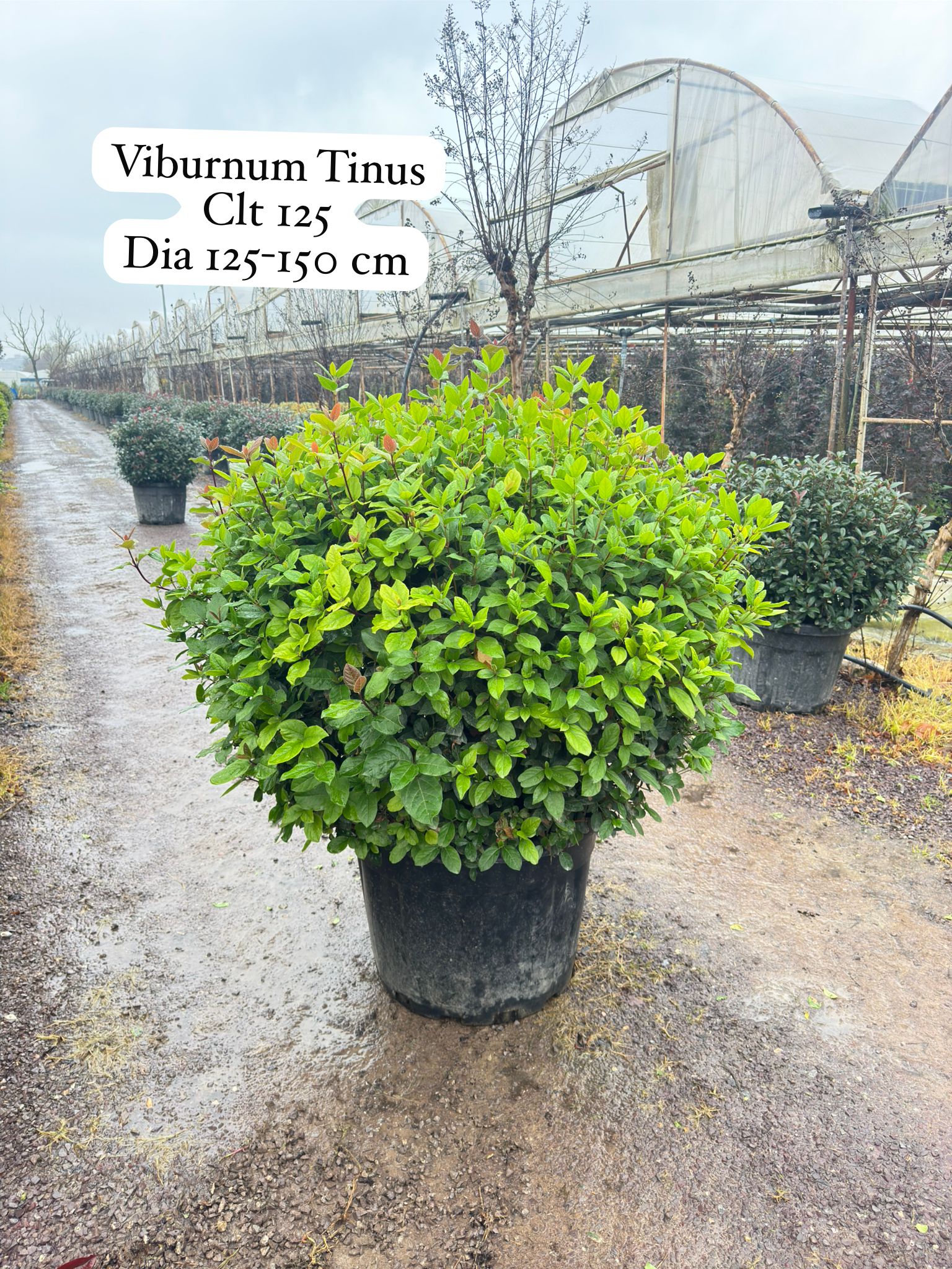Viburnum Tinus