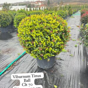 Viburnum Tinus