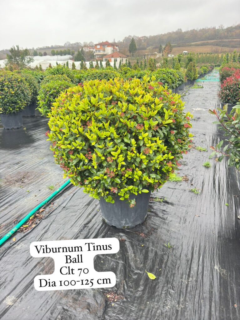 Viburnum Tinus