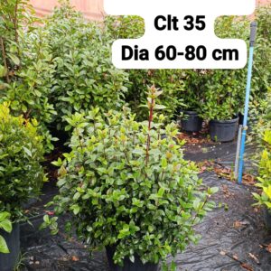 Viburnum Tinus