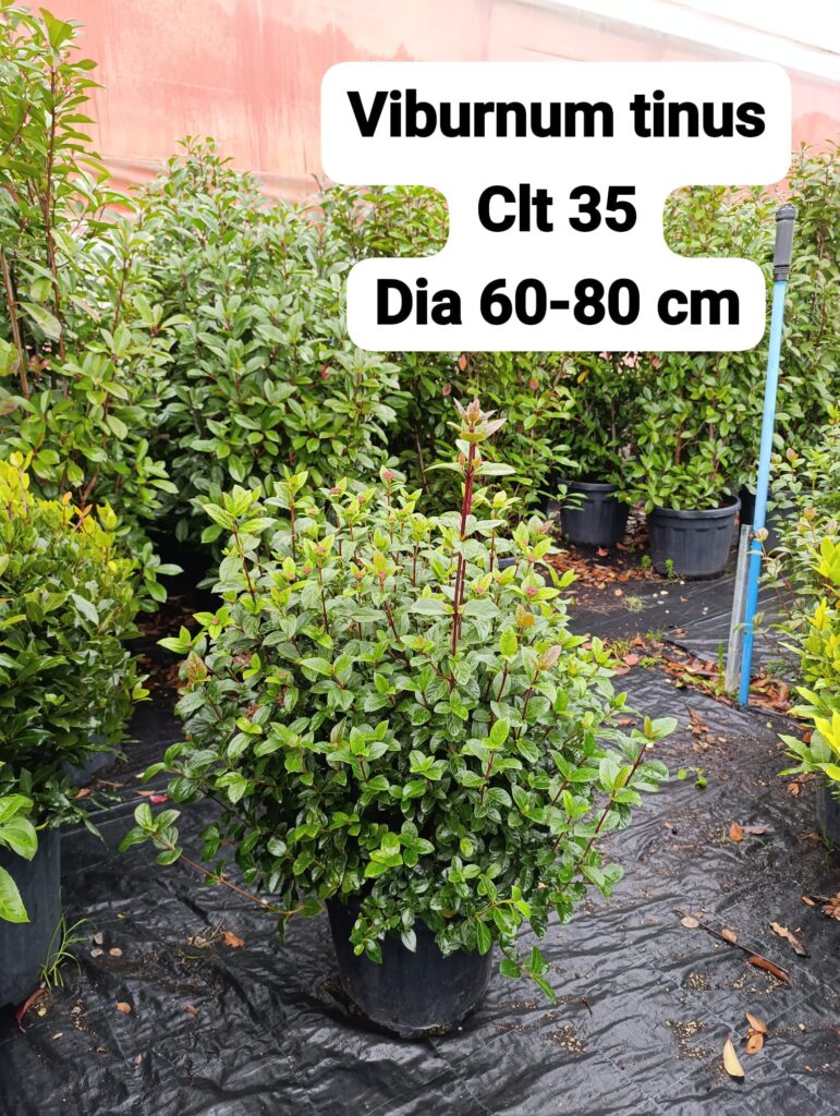 Viburnum Tinus