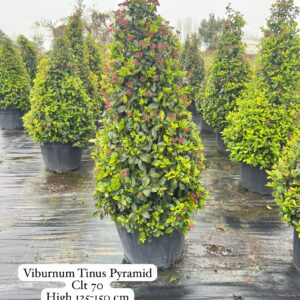 Viburnum Tinus Pyramid