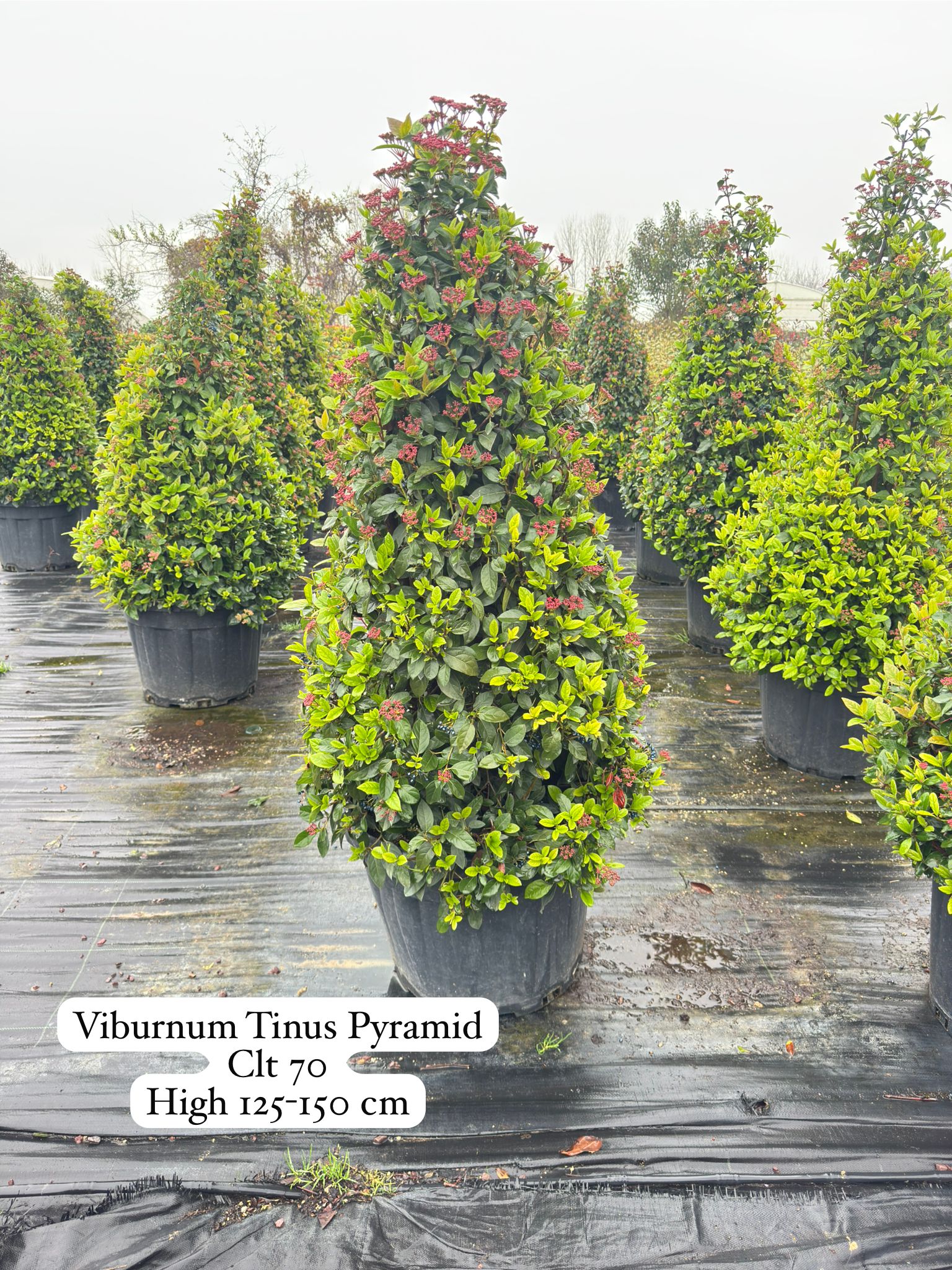 Viburnum Tinus Pyramid