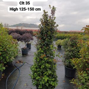 Viburnum Tinus Pyramid