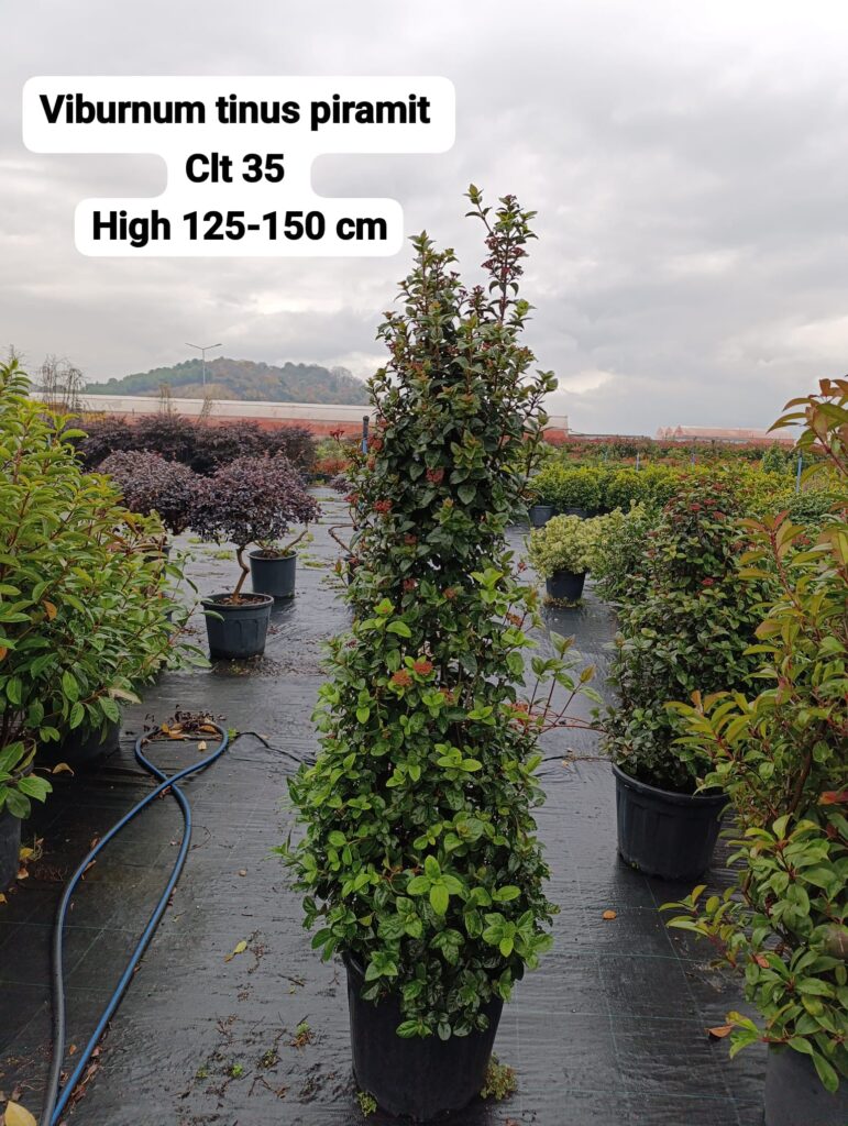 Viburnum Tinus Pyramid