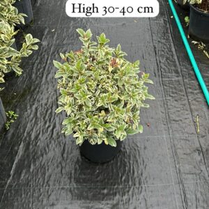Viburnum Tinus Var.