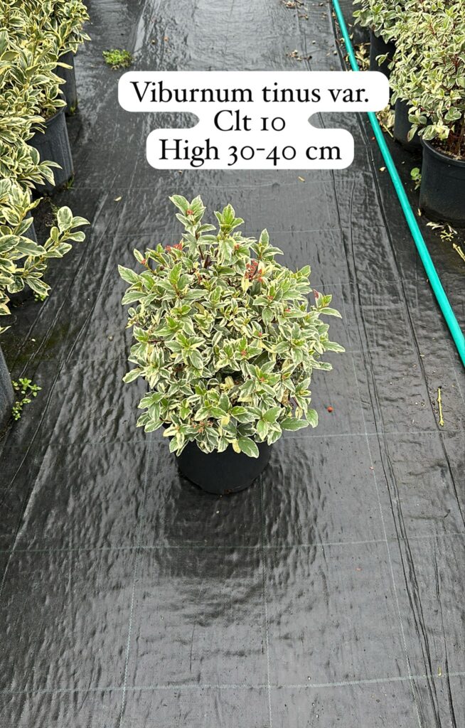 Viburnum Tinus Var.