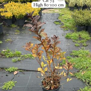 Weigela Floribunda Alexander