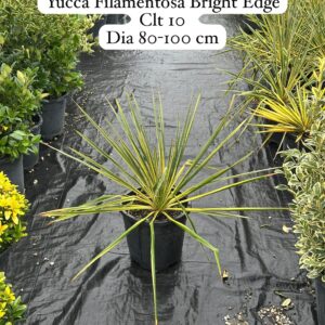 Yucca Filamentosa Bright Edge