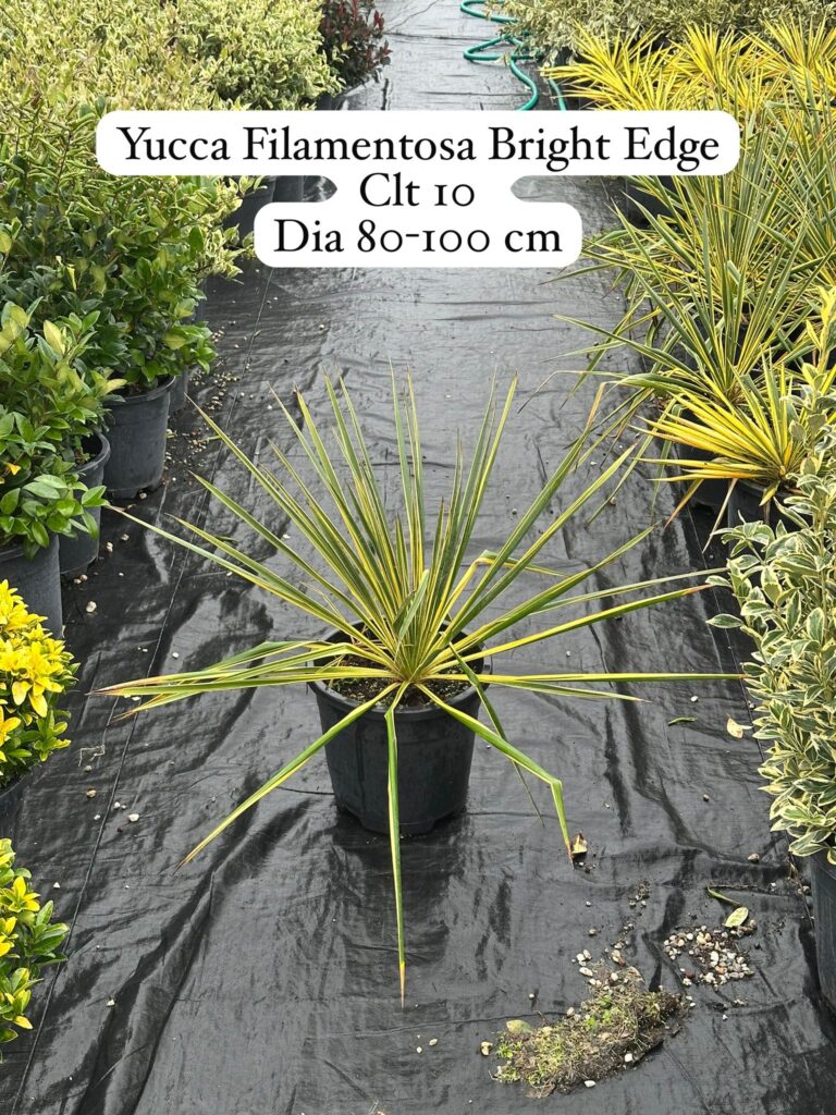 Yucca Filamentosa Bright Edge