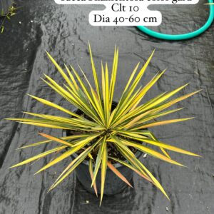 Yucca Filamentosa Color Guard
