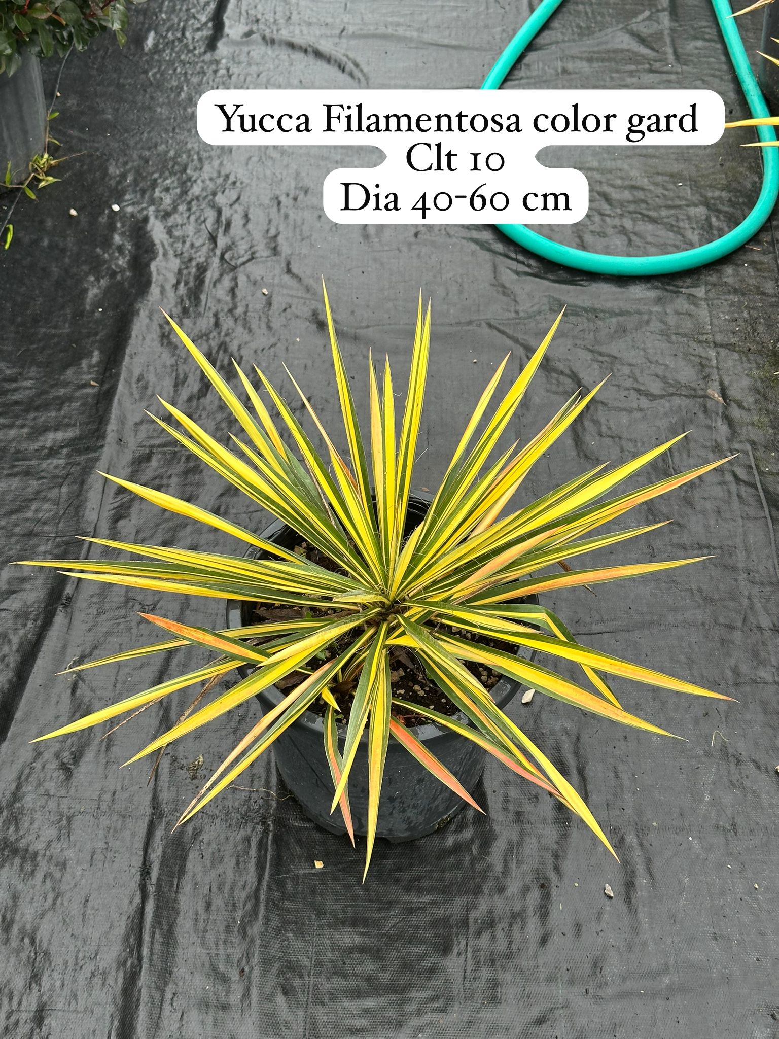 Yucca Filamentosa Color Guard